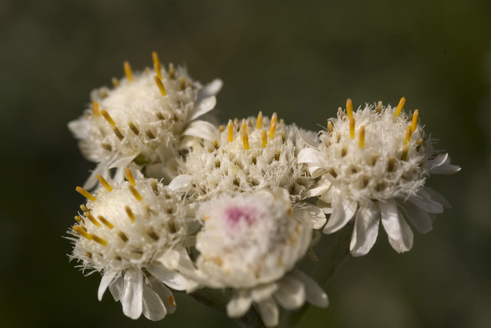 Antennaria dioica / Sempiterni di montagna